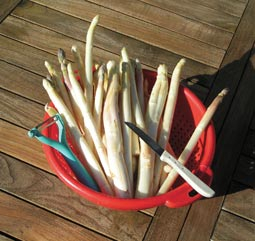 Spargel