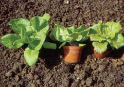 Jungpflanzen von verschiedenen Salatsorten