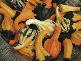 Zierkürbis ,Autumn Wings‘