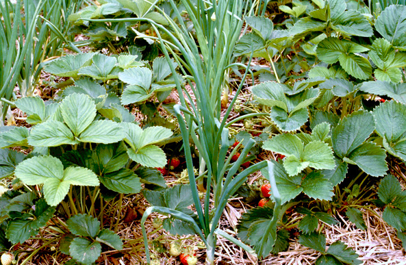 Steckzwiebeln und Erdbeeren