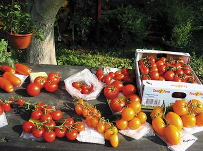 Tomatensortiment