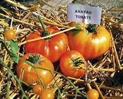 Sortenvielfalt Tomate