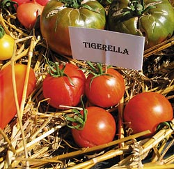 gestreifte Tomate