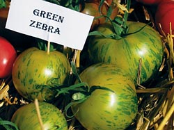 Grüne Tomaten