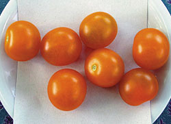 Cherry Tomate