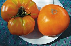Gelbe Riesenfleischtomate