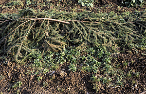 Natürlicher Frostschutz