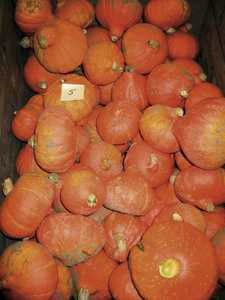 Potimarron