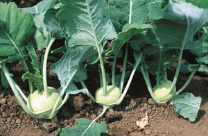 Kohlrabipflanzen