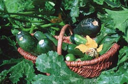 Zucchini