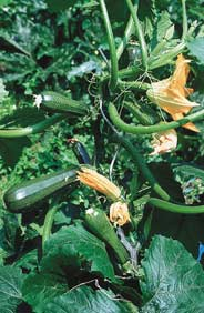 Kletterzucchini ,Black Forest'