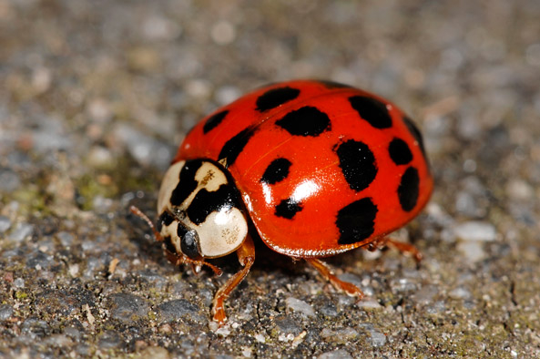 Marienkäfer