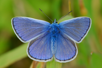 Schmetterlinge