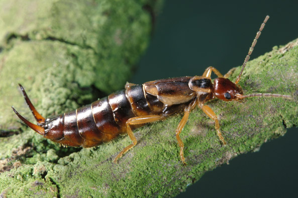 Ohrwurm