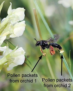Biene für die Pollenübertragung