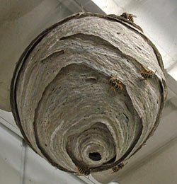 Nest einer Langkopf­wespe