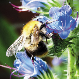 Hummel an der Blüte vom Natternkopf