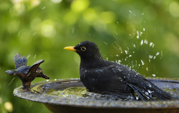 Vogeltränke