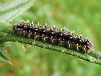 Raupe des Distelfalters