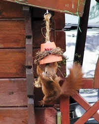 Eichhörnchen