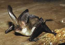 Fledermaus Braunes Langohr