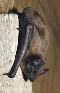 Fledermaus Großer Abendsegler