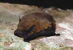 Zwergfledermaus