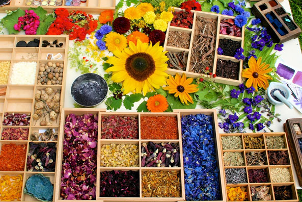 Farben aus Pflanzen