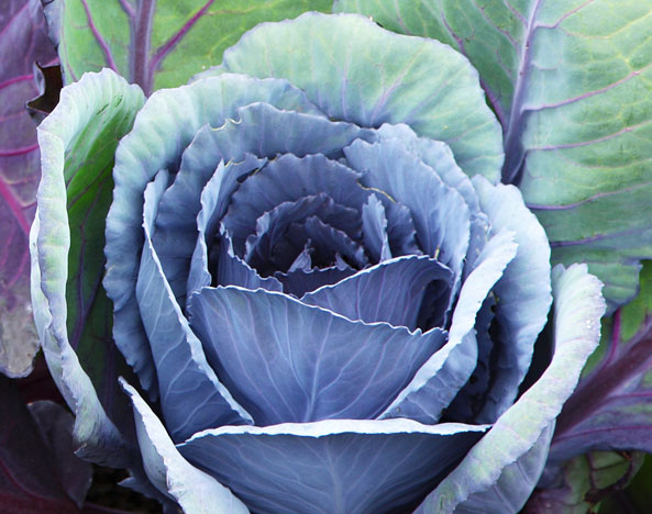 Blaukraut
