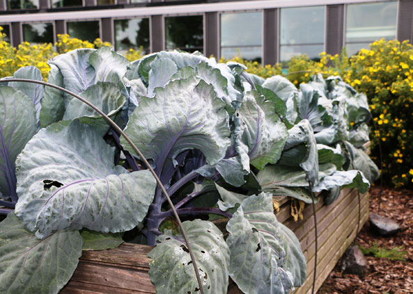 Rotkohl