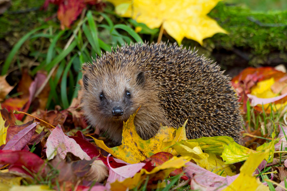 Igel