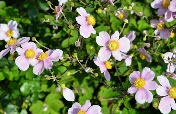 Herbst-Anemonen