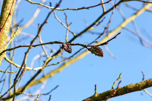 Fruchtmumien