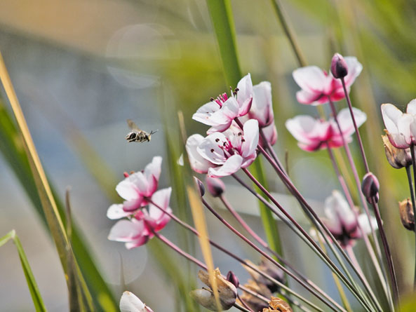 Schwanenblume