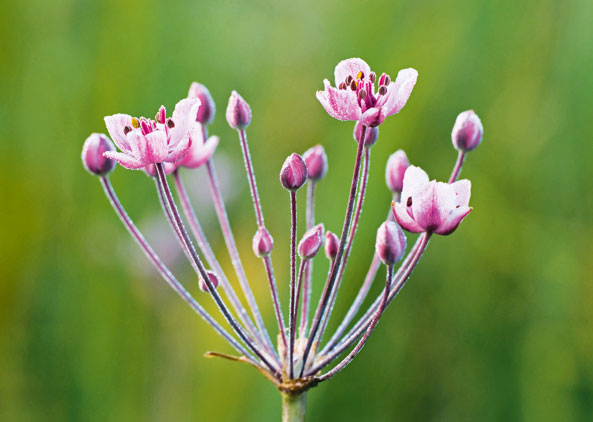 Schwanen­blume blüht