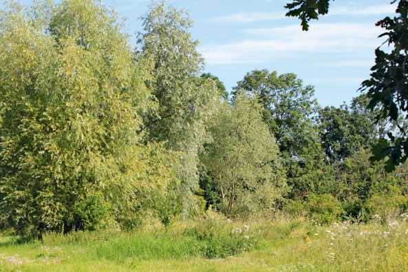 Aufenthaltsort der Goldschildfliege