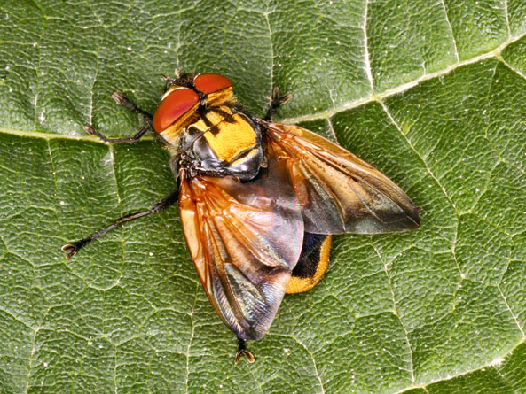 Männchen der Goldschildfliege