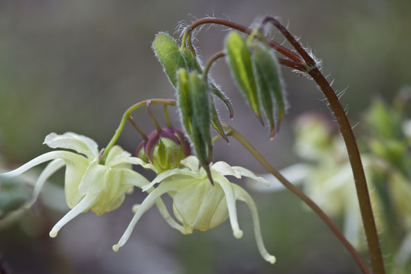 Blätter und Blüten der Elfenblume