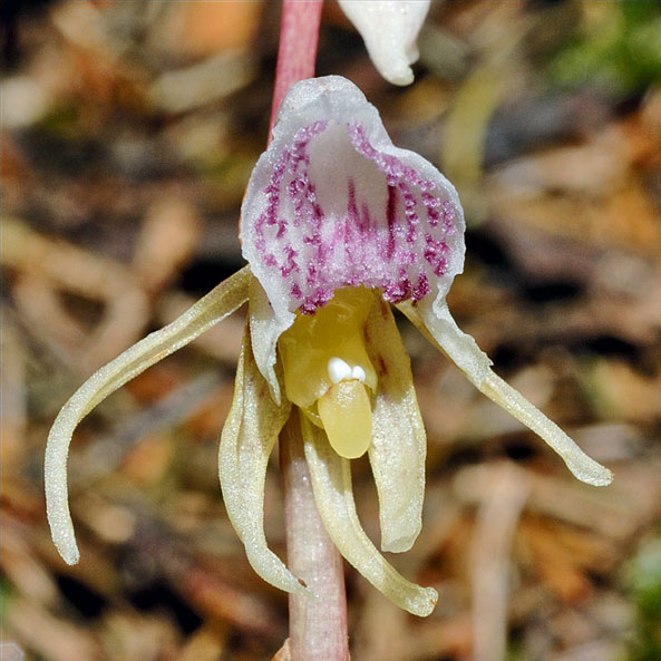 Blüten­lippe des Blattlosen Widerbarts