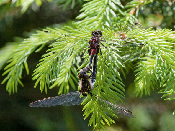 Paarungsrad der Moosjungfer