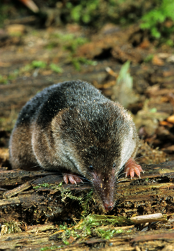 Spitzmaus