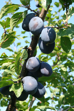 Pflaumen