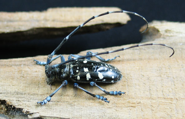 Asiatischer Laubholzbockkäfer