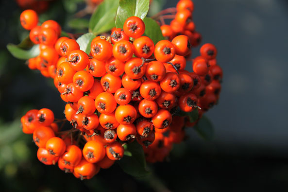 Früchte des Feuerdorns