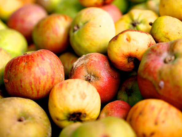 Faule Äpfel