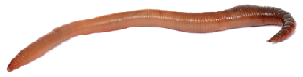 Regenwurm