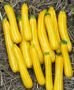 Zucchini ‘Sunstripe’ F1