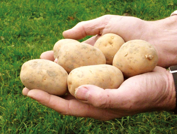 Kartoffelsorte ‘Bionica’