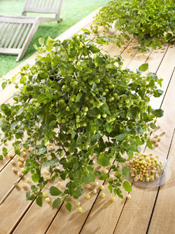 Ananaskirsche ‘Goldmurmel’