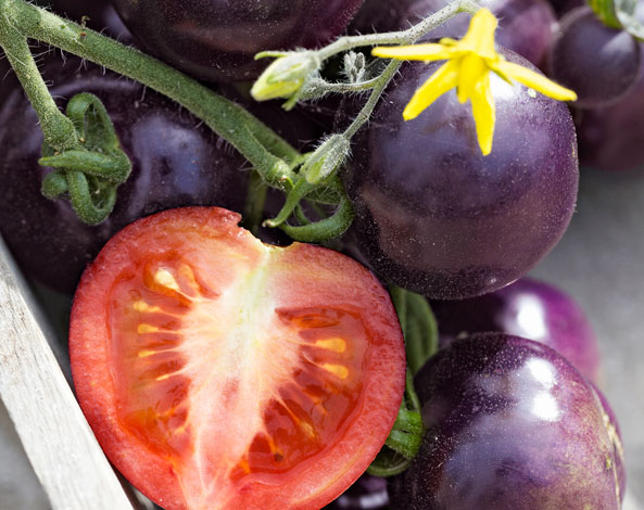 Tomate ‘Indigo Rose’